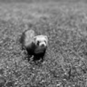 Meet your Posher, Ramon eduardo